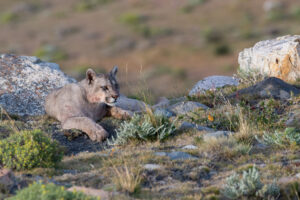 10 curiosidades sobre o puma da Patagônia - Tierra hotels