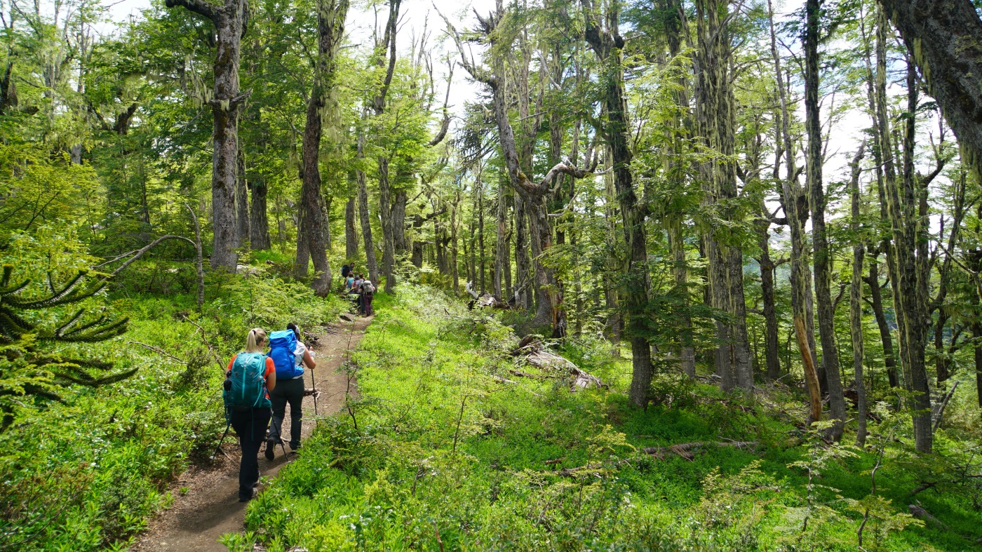 Conguillio National Park A Natural Paradise In The Heart Of Chile