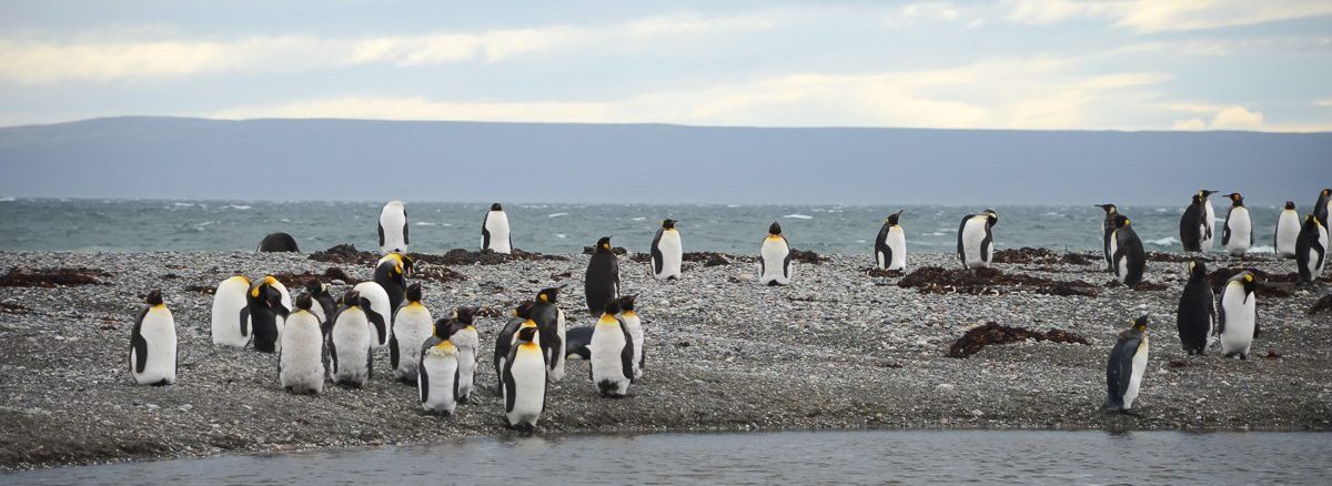 tierra del fuego penguins