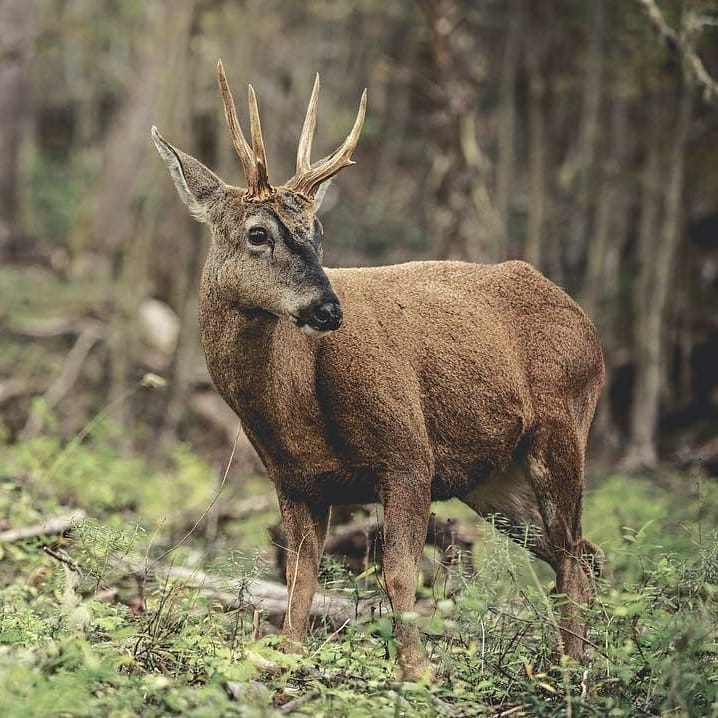 Life-Threatening Foot Disease Found in Endangered Huemul Deer in