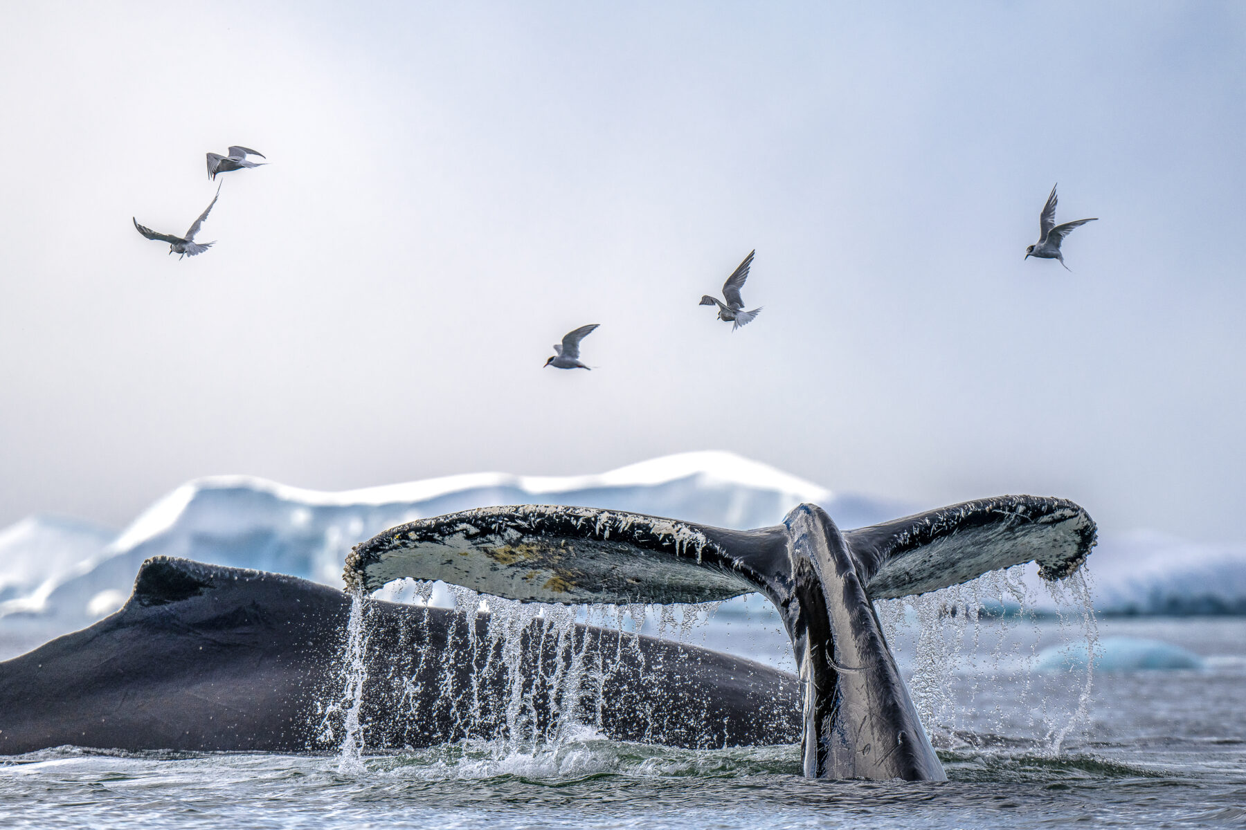 ANTARCTICA